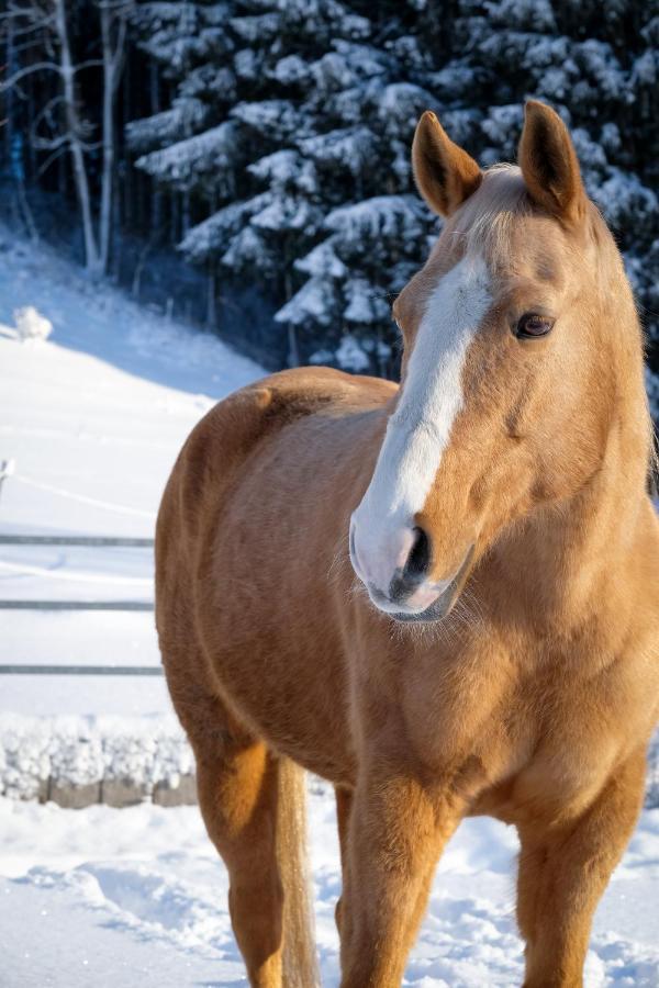 Moosmuehle Allgaeu Untrasried Экстерьер фото
